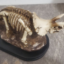 Încărcați imaginea în Galerie, Obiect Decor Cadou Statueta din Rasina Fosila Imitatie Schelet Dinozaur Triceratops pe Baza Lemn dinosaur