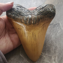 Încărcați imaginea în Galerie, Obiect Decor Cadou Statueta din Rasina Imitatie Schelet Fosila Replica Colt de Rechin Megalodon Viata Marina Preistorica