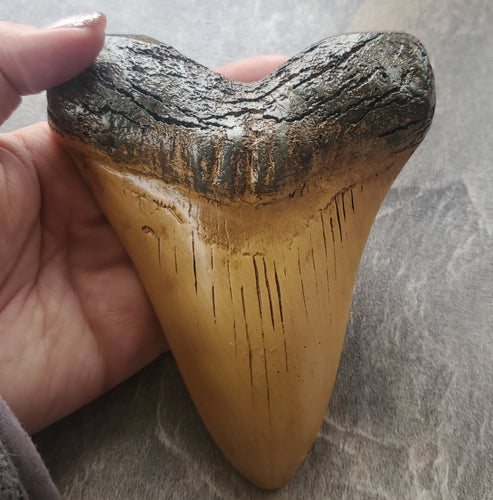 Obiect Decor Cadou Statueta din Rasina Imitatie Schelet Fosila Replica Colt de Rechin Megalodon Viata Marina Preistorica