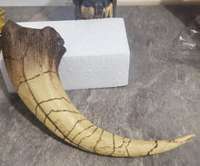 Încărcați imaginea în Galerie, Obiect Decor Cadou Statueta din Rasina Imitatie Schelet Fosila Corn de Dinozaur Colt Tiranosaurus Fosile Gheara