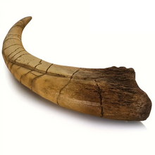 Încărcați imaginea în Galerie, Obiect Decor Cadou Statueta din Rasina Imitatie Schelet Fosila Corn de Dinozaur Colt Tiranosaurus