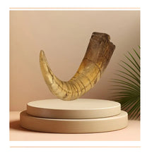Încărcați imaginea în Galerie, Obiect Decor Cadou Statueta din Rasina Imitatie Schelet Fosila Corn de Dinozaur Colt Tiranosaurus Dinosaur