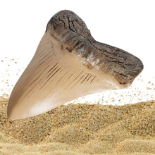 Încărcați imaginea în Galerie, Obiect Decor Cadou Statueta din Rasina Imitatie Schelet Fosila Replica Colt de Rechin Megalodon Viata Marina Preistorica