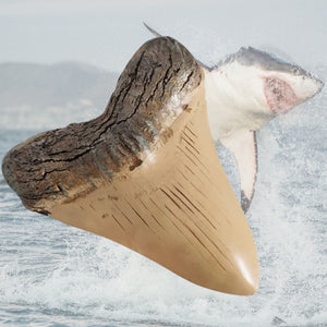 Obiect Decor Cadou Statueta din Rasina Imitatie Schelet Fosila Replica Colt de Rechin Megalodon Viata Marina Preistorica
