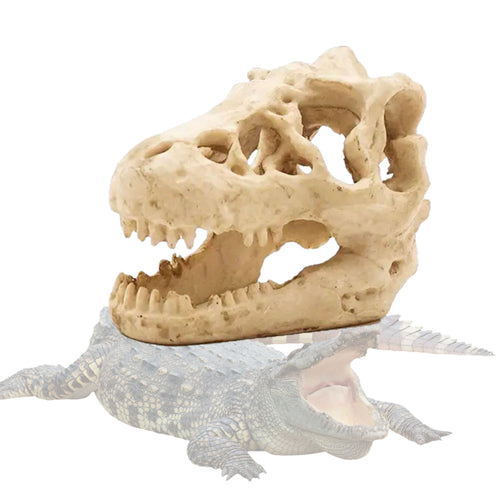 Obiect Decor Cadou Statueta din Rasina Replica Imitatie Schelet Fosila Craniu de Crocodil pentru Acvariu