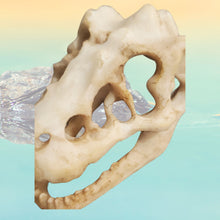 Încărcați imaginea în Galerie, Obiect Decor Cadou Statueta din Rasina Replica Imitatie Schelet Fosila Craniu de Crocodil