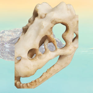 Obiect Decor Cadou Statueta din Rasina Replica Imitatie Schelet Fosila Craniu de Crocodil