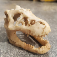 Încărcați imaginea în Galerie, Obiect Decor Cadou Statueta din Rasina Replica Imitatie Schelet Fosila Craniu de Crocodil Viata preistorica