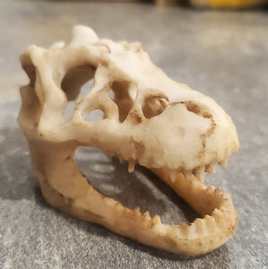 Obiect Decor Cadou Statueta din Rasina Replica Imitatie Schelet Fosila Craniu de Crocodil Viata preistorica