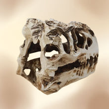 Încărcați imaginea în Galerie, Obiect Decor Cadou Statueta din Rasina Replica Imitatie Schelet Fosila Craniu de Cap de Dinozaur Tiranozaur Decoratiune