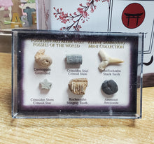 Încărcați imaginea în Galerie, Set Colectie de Fosile Naturale Reale Autentice Neprelucrate Expuse Rechin Gastropod Amonit in Cutie Cadou