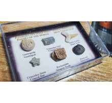 Încărcați imaginea în Galerie, Set Colectie de Fosile Naturale Reale Autentice Neprelucrate Expuse Rechin Gastropod Amonit in Cutie Cadou