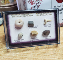 Încărcați imaginea în Galerie, Set Colectie de Fosile Naturale Reale Autentice Neprelucrate Expuse Rechin Gastropod Amonit in Cutie Cadou