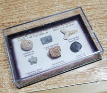 Încărcați imaginea în Galerie, Set Colectie de Fosile Naturale Reale Autentice Neprelucrate Expuse Rechin Gastropod Amonit in Cutie Cadou
