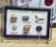 Încărcați imaginea în Galerie, Set Colectie de Fosile Naturale Reale Autentice Neprelucrate Expuse Rechin Gastropod Amonit in Cutie Cadou