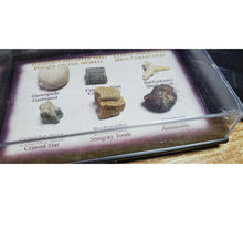 Încărcați imaginea în Galerie, Set Colectie de Fosile Naturale Reale Autentice Neprelucrate Expuse Rechin Gastropod Amonit in Cutie Cadou