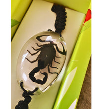 Încărcați imaginea în Galerie, Bratara Barbateasca Snur Impletit cu Insecta Reala Naturala in Cutie Cadou Domni Barbati Scorpion Tranlucid-Negru 25x35 mm