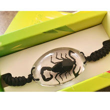 Încărcați imaginea în Galerie, Bratara Barbateasca Snur Impletit cu Insecta Reala Naturala in Cutie Cadou Domni Barbati Scorpion Tranlucid-Negru 25x35 mm