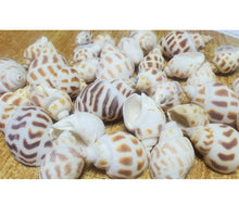 Încărcați imaginea în Galerie, Scoici Decorative Naturale Cochilii Melc Albe-Crem 2.00-4.50 cm Set de 35 buc