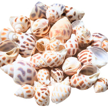 Încărcați imaginea în Galerie, Scoici Decorative Naturale Maritim Cochilii Melc Albe-Crem 2-5 cm Set de 15 buc