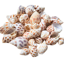 Încărcați imaginea în Galerie, Scoici Decorative Naturale Maritim Cochilii Melc Albe-Crem 2-5 cm Set de 15 buc