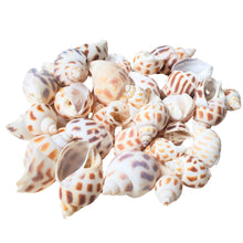 Încărcați imaginea în Galerie, Scoici Decorative Naturale Maritim Cochilii Melc Albe-Crem 2-5 cm Set de 15 buc