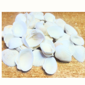 Scoici Decorative Naturale Cochilii de Molusca Albe-Mat pentru Ornamente 2.00-5.00 cm Set de 25-30 buc