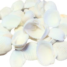 Încărcați imaginea în Galerie, Scoici Decorative Naturale Cochilii de Molusca Albe-Mat pentru Ornamente 2.00-5.00 cm Set de 25-30 buc Melci Ornamente
