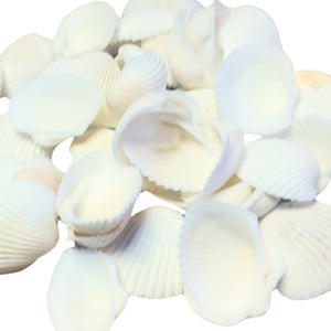 Scoici Decorative Naturale Cochilii de Molusca Albe-Mat pentru Ornamente 2.00-5.00 cm Set de 25-30 buc Melci Ornamente