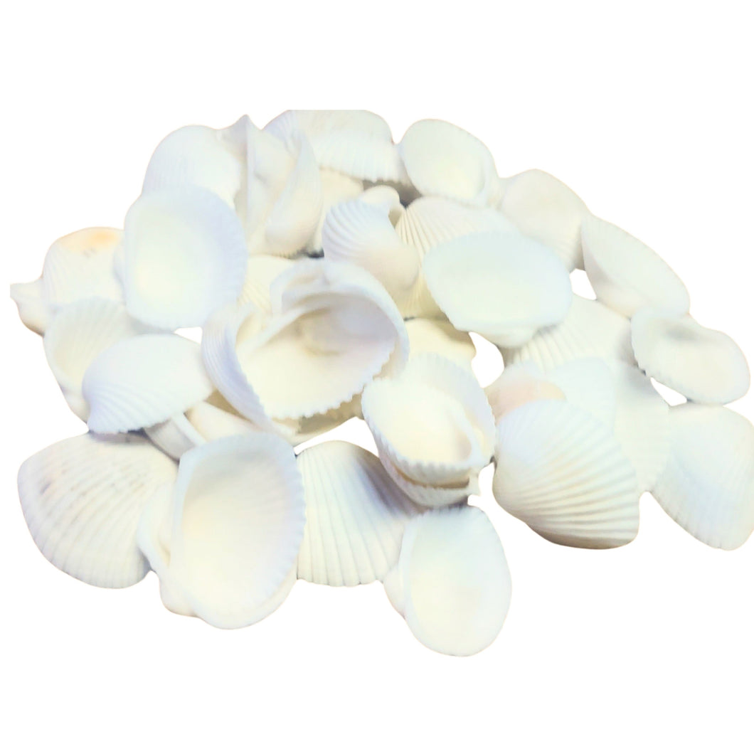 Scoici Decorative Naturale Cochilii de Molusca Albe-Mat pentru Ornamente 2.00-5.00 cm Set de 25-30 buc